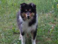 Ilay vom Lambertztal (Rüde)