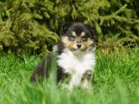 Kiana vom Lambertztal (Hündin)