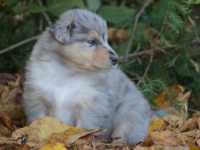 Maddox vom Lambertztal (Rüde)
