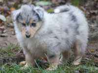 Maddox vom Lambertztal (Rüde)