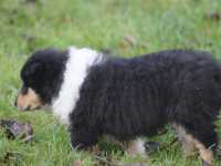 Remus vom Lambertztal (Rüde)