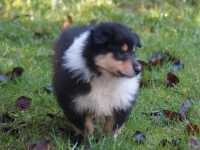 Remus vom Lambertztal (Rüde)