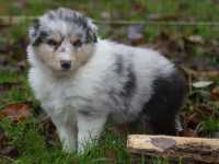 Romeo vom Lambertztal (Rüde)