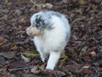 Romeo vom Lambertztal (Rüde)