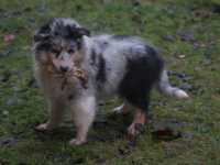 Romeo vom Lambertztal (Rüde)